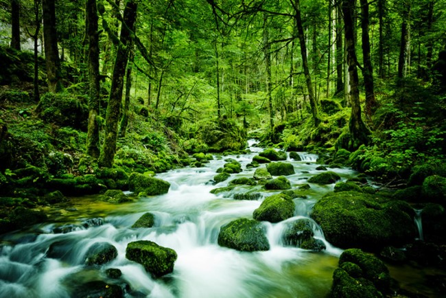 Grüner Wald Fototapete Regenwald Strem Tapete Natur Foto Inneneinrichtungen