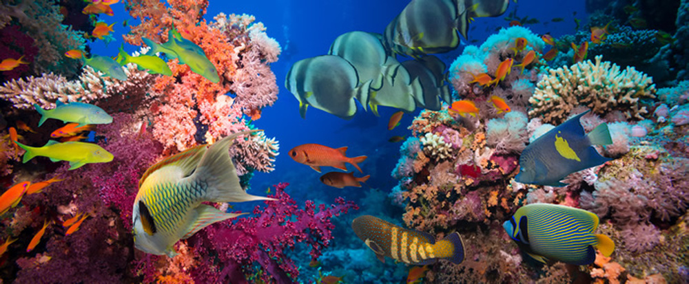 Tropischer Fisch Fototapete Unter Dem Meer Tapete Badezimmer Schlafzimmer Foto Dekor