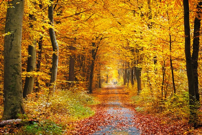 Herbst Gelbe Baume Fototapete Waldweg Tapete Wohnzimmer Foto Dekor