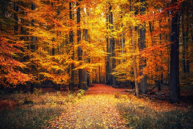 Herbstbaume Fototapete Orange Roter Wald Tapete Wohnzimmer Foto Inneneinrichtungen