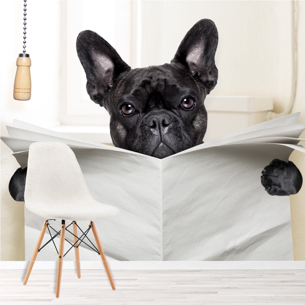 funny french bulldog wallpaper wall mural