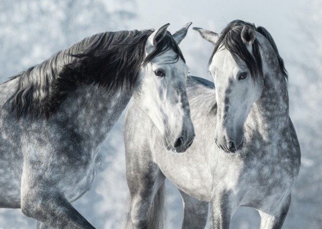 Beautiful Grey Stallions Winter Horse