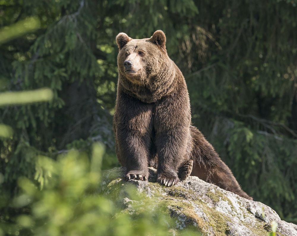 Woodland Brown Bear Wallpaper Wall Mural