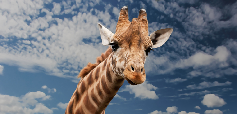 Giraffe Under Cloudy Sky Wallpaper Wall Mural