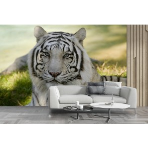 White Tiger Wallpaper Wall Mural