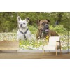 Boxer & Bulldog Hunde Fototapete Tier Tapete Wohnzimmer Schlafzimmer Foto-Dekor