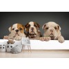 Englische Bulldogge Welpenhunde Fototapete Süße Tiere Tapete Kinder Foto-Dekor
