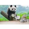 Panda Bear Wildlife Wallpaper Wall Mural