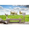 Sheep & Lambs Farmyard Wallpaper Wall Mural