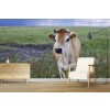 Cow Farm Cattle Wallpaper Wall Mural