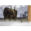 Brown Highland Cow Wallpaper Wall Mural