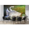 Trumpeter Swan Wall Mural by Chris Vest