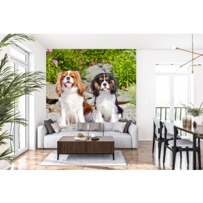 King Charles Spaniel Pet Dogs Wallpaper Wall Mural