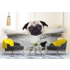 Animal drôle Papier Peint Photo Pug Dog Papier peint Salle de bain Chambre Enfants Photo Décor à la maison