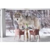 Loup gris Papier Peint Photo Nature des animaux Papier peint Salon Chambre Décor photo