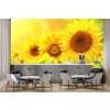 Tournesols jaunes brillants Papier Peint Photo Floral Papier peint Chambre Photo Décor à la maison