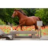 Cheval Papier Peint Photo Fleurs de coquelicots rouges Papier peint Chambre des enfants Photo Décor à la maison