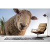 Sheep Selfie Farmyard Wallpaper Wall Mural