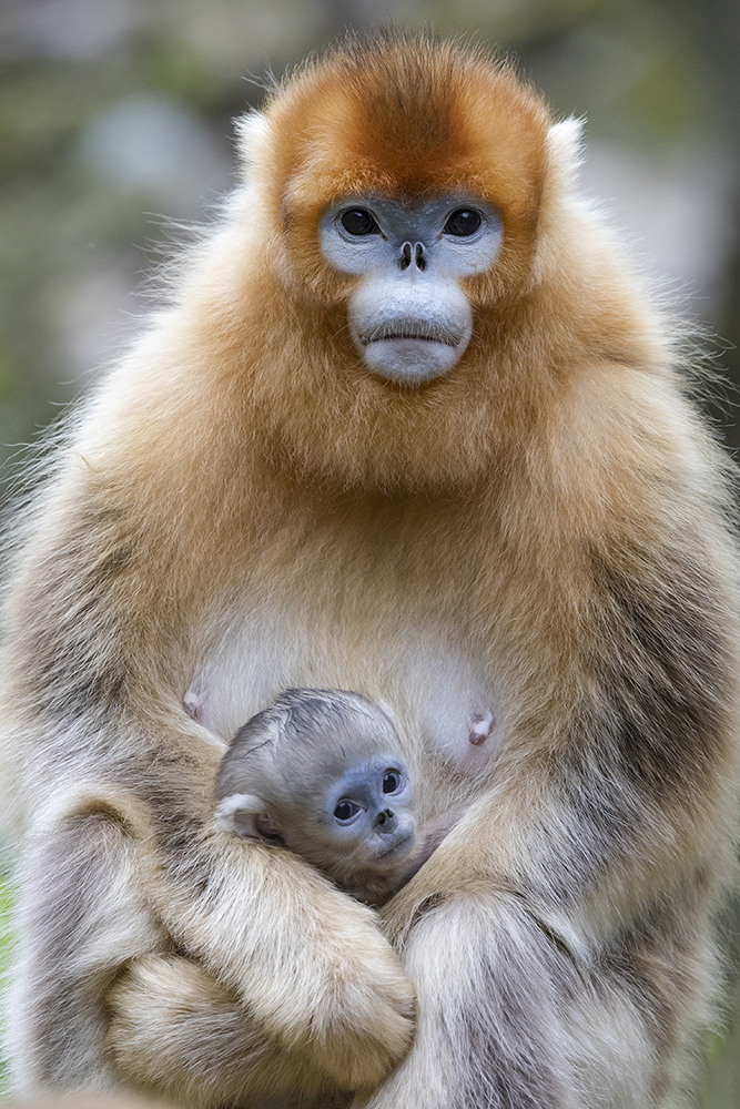 Golden Snub Nosed Monkey Baby Wall Mural By Ellen Goff Danita Delimont