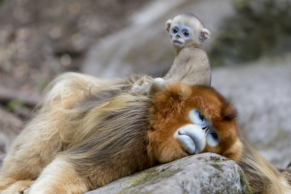 Newborn Baby Golden Snub Nosed Monkey Wall Mural By Ellen Goff Danita Delimont