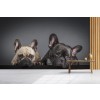 Bulldog francés Fotomurales Perritos cachorros Papel Pintado Cuarto Foto Decoración para el hogar
