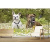 Perros Boxer y Bulldog Fotomurales Animal Papel Pintado Salón dormitorio Decoración de fotos