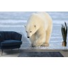Oso polar blanco Fotomurales Animales de invierno Papel Pintado Dormitorio de los niños Decoración de fotos