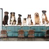 Perros lindos Fotomurales Mascotas Animales Papel Pintado Dormitorio de los niños Foto Decoración para el hogar