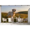 Perro de Labrador de oro Fotomurales Paisaje verde Papel Pintado Animal Foto Decoración para el hogar