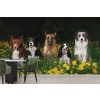Perros Fotomurales Mascotas y animales Papel Pintado Naturaleza Dormitorio Foto Decoración para el hogar