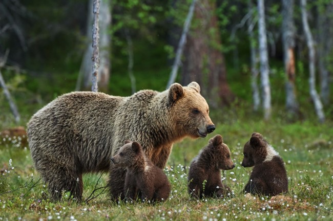 Famiglia di orso marrone Fotomurali Animali di foresta Carta Da Parati Natura Foto Decorazione domestica