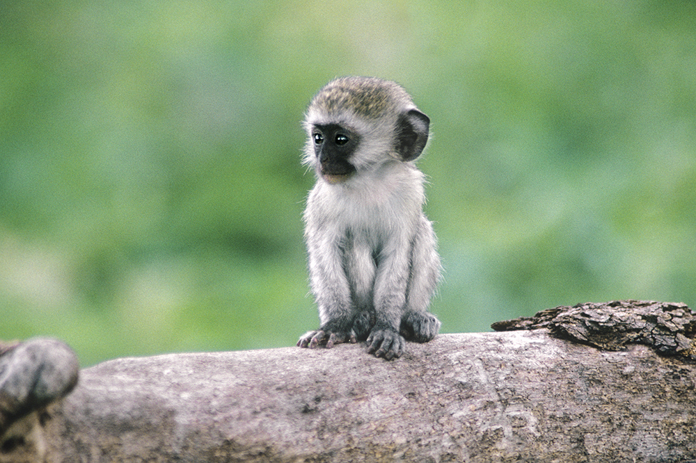Monkey vervet Vervet monkey