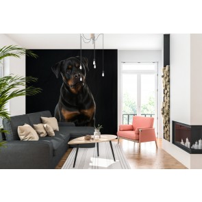 Rottweiler Dog Portrait Wallpaper Wall Mural