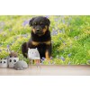 Cucciolo di cane Rottweiler Fotomurali Animale sveglio Carta Da Parati Stanza dei bambini Foto Decorazione domestica