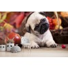 Cane Puppy Cute Pug Fotomurali Animale Carta Da Parati Camera per bambini Foto Decorazione domestica