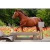 Cavallo Fotomurali Fiori di papavero rosso Carta Da Parati Camera per bambini Foto Decorazione domestica