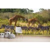 Giraffe zebre Fotomurali Animali di safari Carta Da Parati Camera per bambini Foto Decorazione domestica