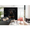 Rottweiler Dog Portrait Wallpaper Wall Mural