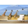 Giraffe Trio Wallpaper Wall Mural