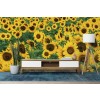 Field of Sunflowers Wall Mural by Adam Jones - Danita Delimont