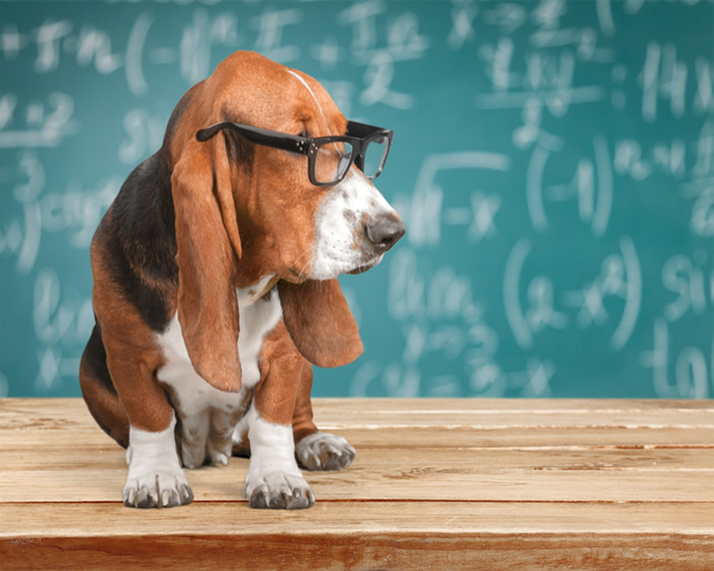 Basset Hound In Glasses Wallpaper Wall Mural