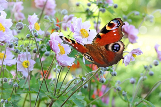 Pink Flowers Butterfly Wallpaper Wall Mural