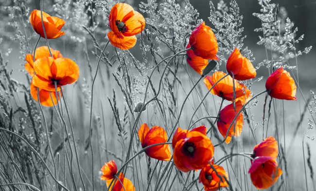 Red Poppy Wallpaper Wall Mural