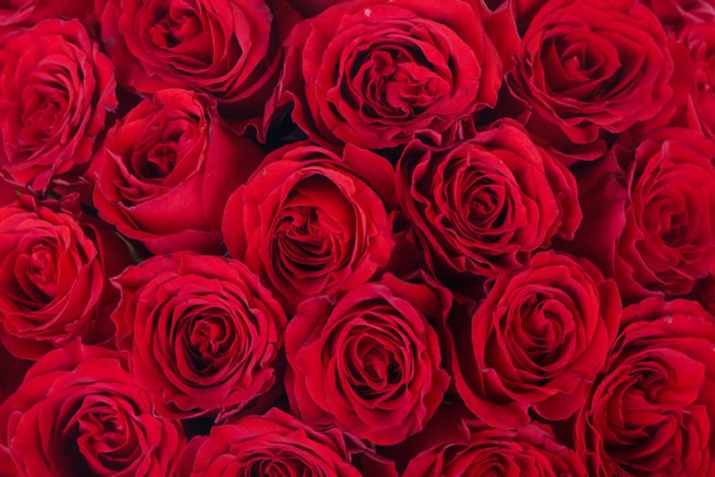 Red Roses Wallpaper Wall Mural