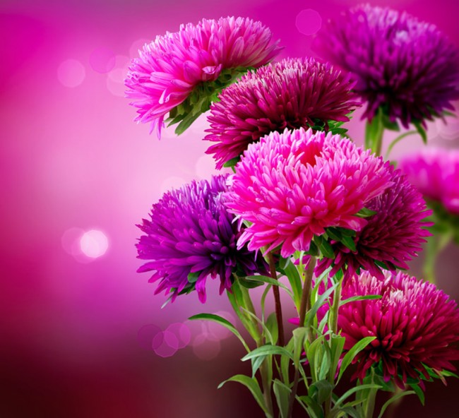 Pink flower store wallpaper