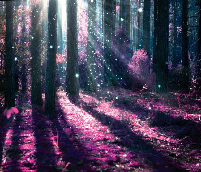 Pink Enchanted Forest Wallpaper Nature Wallpaper We have 69+ amazing background pictures carefully picked by our community. pink enchanted forest wallpaper