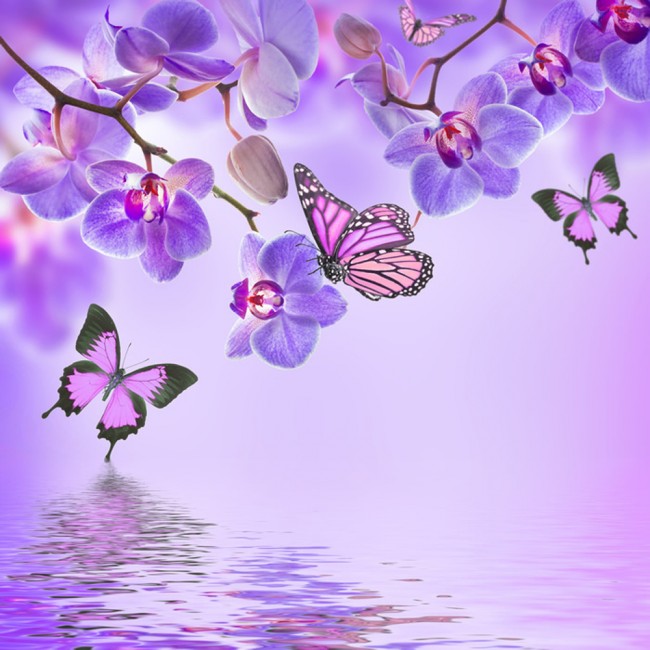Orchids Butterfly Wallpaper Wall Mural