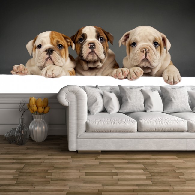 bulldog puppies wallpaper