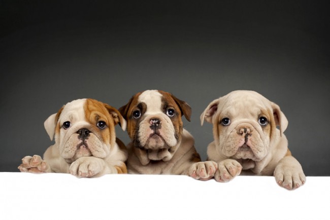 bulldog puppies wallpaper