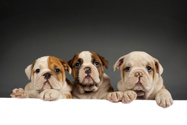English Bulldog Puppies Wallpaper Wall Mural